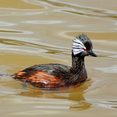 White-Tuffled Grebe (2)